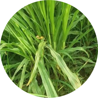 NutriMax - Multi-Cut Bajra
